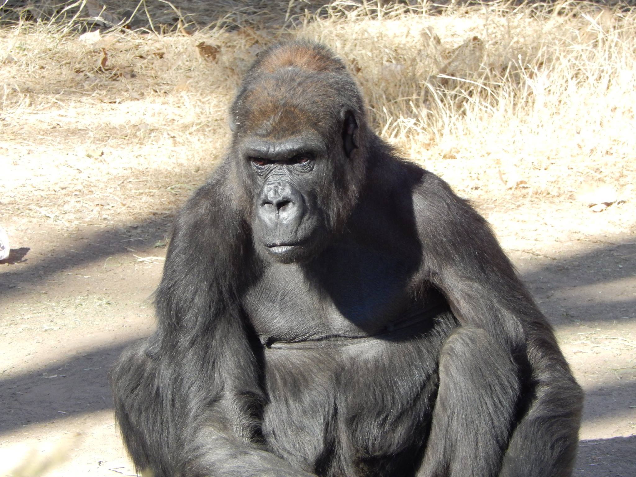 A Special Gorilla — City of Albuquerque